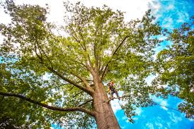 Best Tree Planting Service  in USA